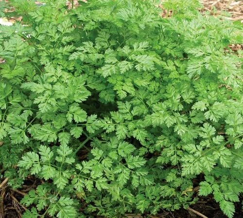 New 80pcs Green Chervil Plant Seeds