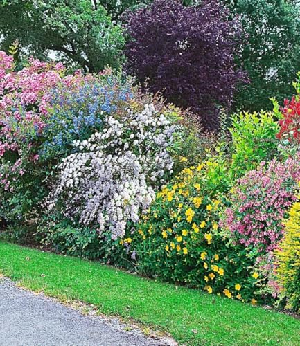 BALDUR Garten 5er Sommer-Hecken-Kollektion, Pflanzen im 13 cm-Topf, Blütenhecke, Blühhecke, Caryopteris, Hypericum, Deutzia Strawberry Field, Spirea und Weigelie, reicht für 5 Meter, winterhart