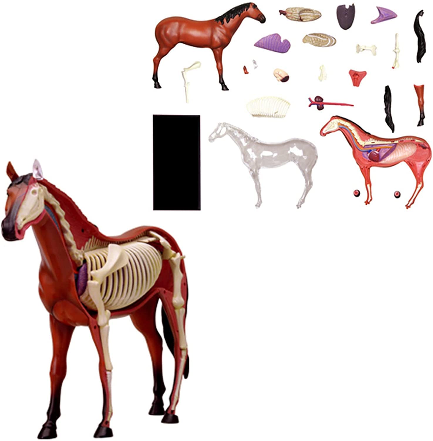 Scheletro Di Cavallo Decorativo Per Halloween - 25x12.5x28 Cm, Realistico E Resistente Alle Intemperie