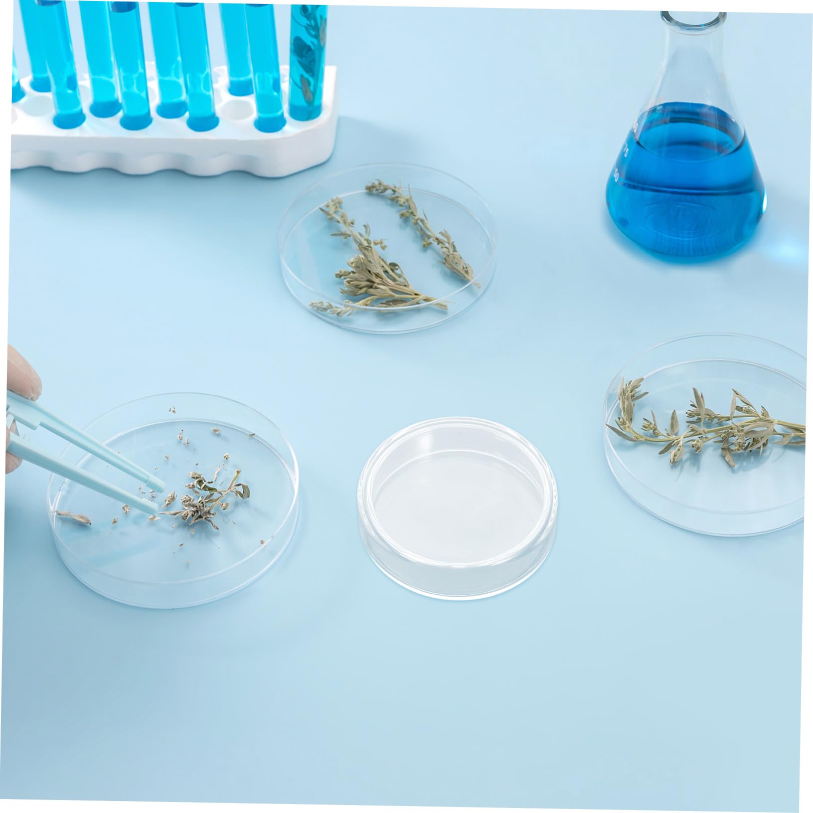 Baluue 10 Stück Teiliges Borosilikatglas Petrischalen mit Sterilen Deckeln Wiederverwendbar Hitzebeständig für Mikrobiologie Laboranalyse Zellkulturen und Schulprojekte Geeignet