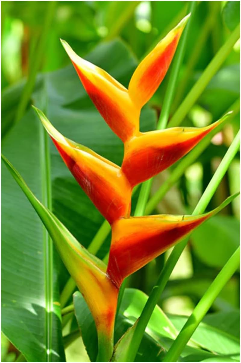 Professional Heliconia Fertilizer Nursery Grade 4 LB Six Month Slow Release Bird of Paradise Plant Food