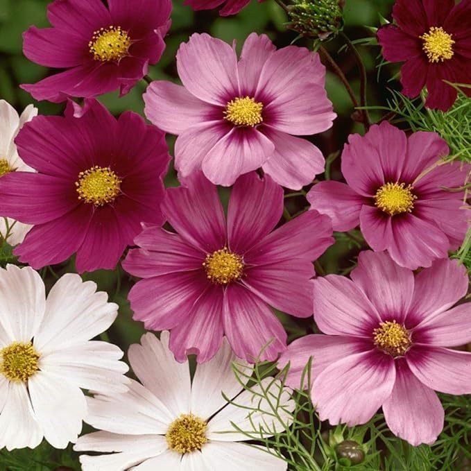 Garden® Cosmos Flower Seeds for Home Gardening | Cosmos Flowering Plants Seeds for Gardening - Pack of 30-50 seeds (MIX COLOR)