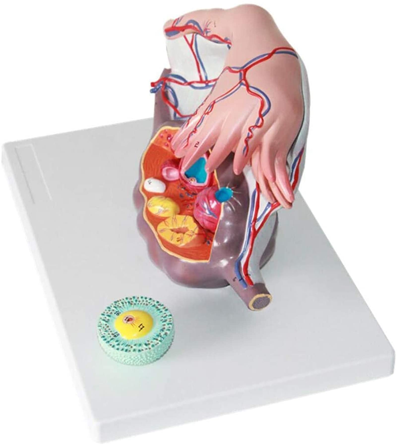 Model Badania Anatomii Macicy Model Powiększenia Jajnika Model Skóry I Układu Płciomoczowego Medyczna Pomoc Edukacyjna, Modele Medyczne Materiały Edukacyjne