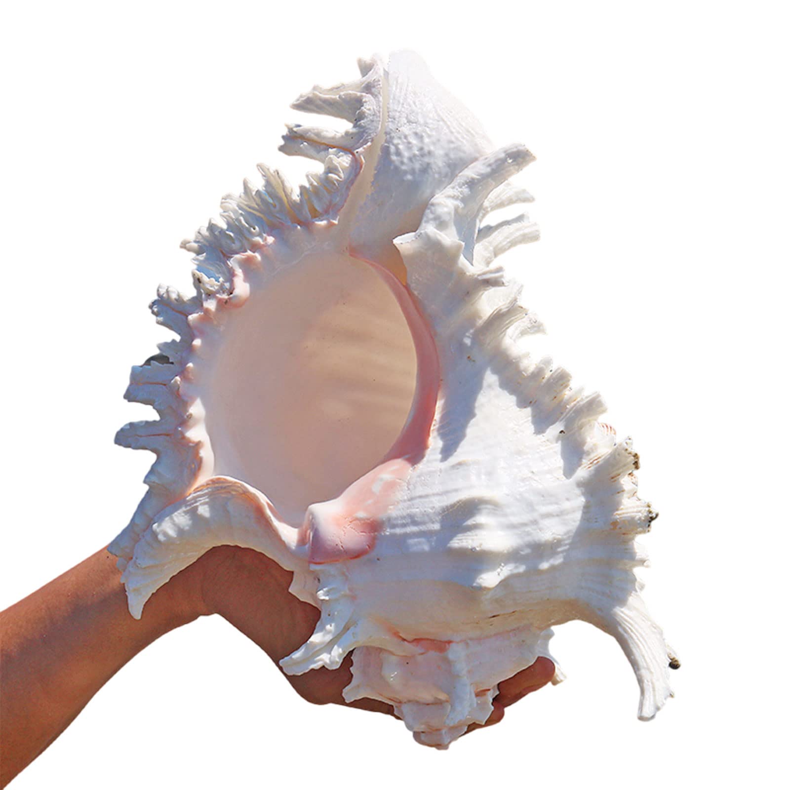 Coyouco Light Conch Shell, Large Seashells - Seashell Display On Table - Giant Sea Shells For Home Decor, Fish Tank,21To22cm