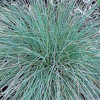 Festuca Glauca Elijah Blue - Juego de 6 maceteros (9 x 9 cm), color azul