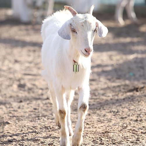 Miniatura 9 de 8 campanas de cabra de cobre para collares de ganado, campanas de metal duraderas con diseño rústico para decoración de granja y uso festivo