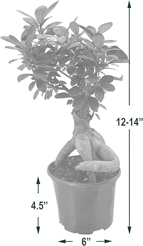 Miniatura 4 de Arcadia Garden Products LV62 Ginseng Ficus - Planta bonsái de interior en maceta de plástico de 6 pulgadas, 6 pulgadas, color verde, no se puede