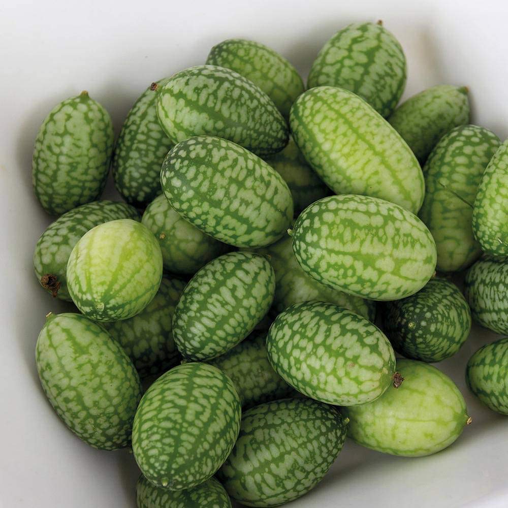 Cucamelon ‘Melothria’ (Melothria scabra, Mexican Gherkin, Mouse Melon) Half - Hardy an-nual 1 Packet (20 Seeds) by Thompson and Morgan