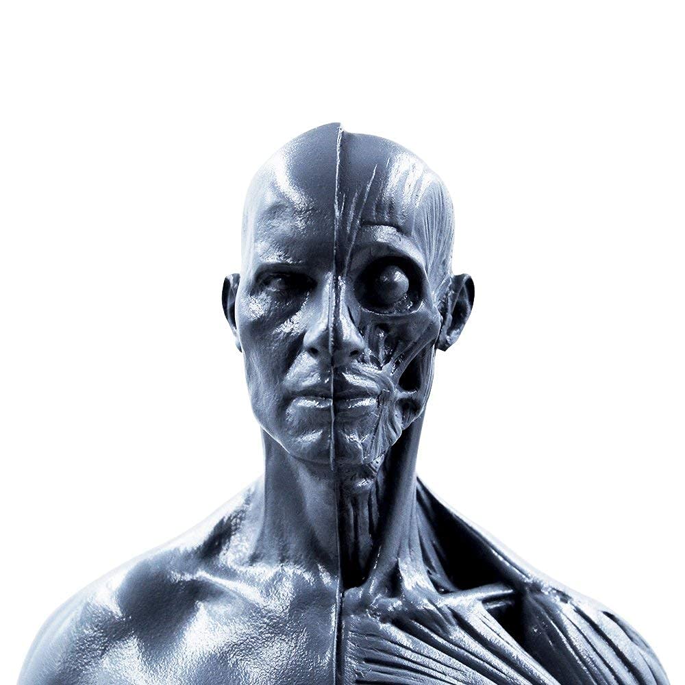 11inch Male & Female 2 Pezzi Human Anatomy Figura e la Pelle Modello Materiale di Laboratorio, anatomico di Riferimento per artisti Gray (Maschio + Femmina)