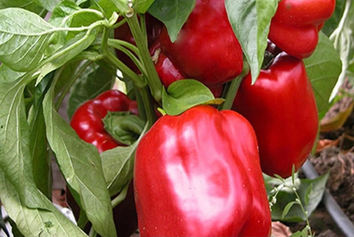 Willvine Capsicum Red Organic-AHS-5W-image-42