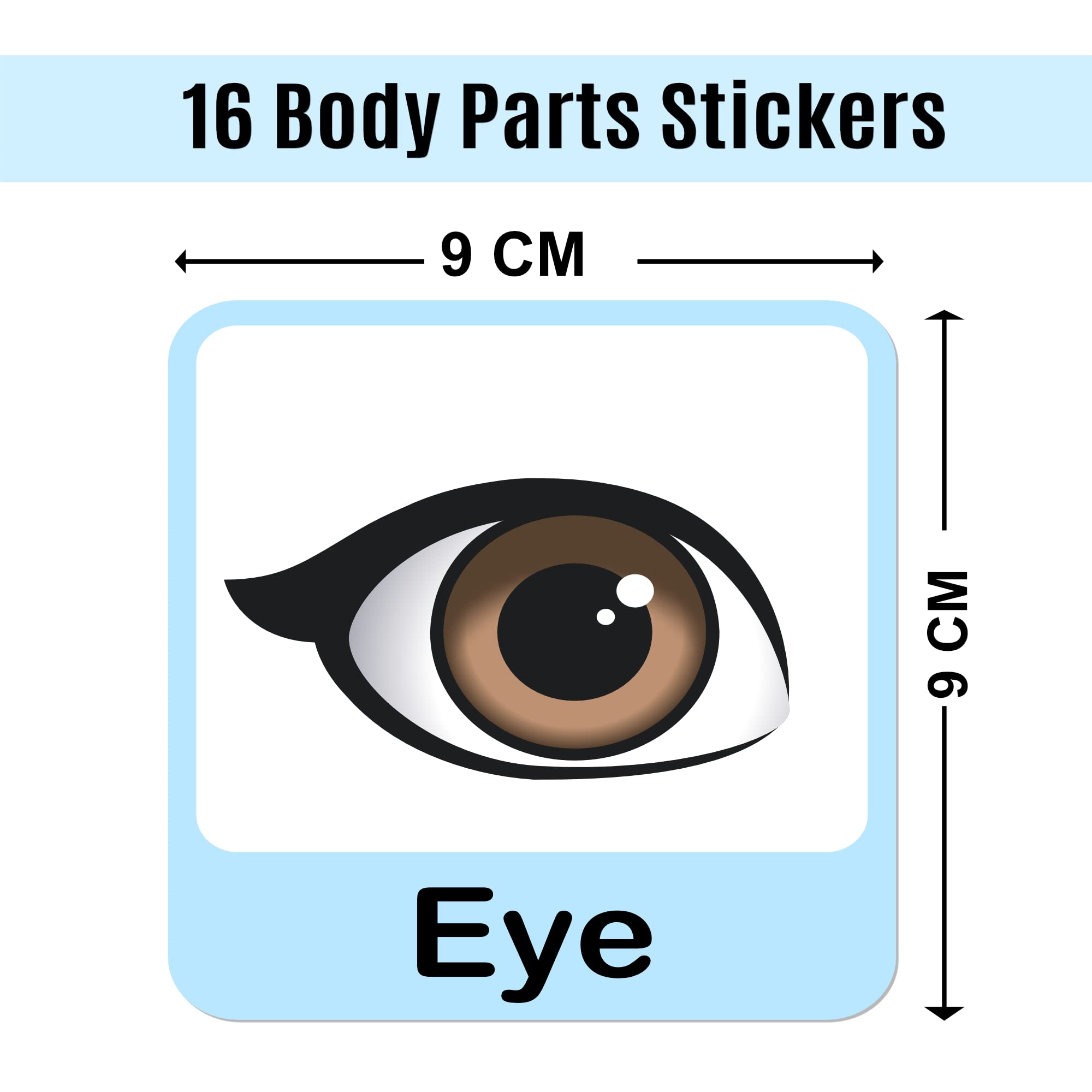Kids Body Parts Wall Stickers - Learn & Decorate! -4 Kids Body Parts Wall Stickers - Learn & Decorate! -4