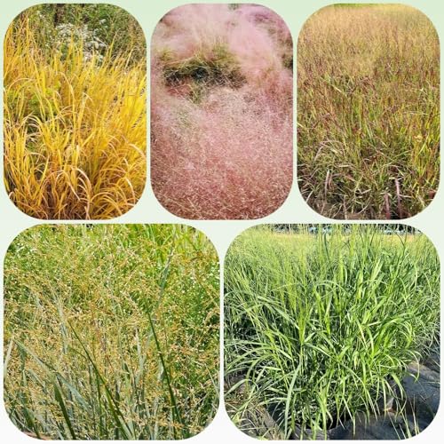 Semillas de pasto varilla viento del norte, cobertura del suelo Panicum virgatum, semillas de ornamental de privacidad jardín de para jardineros 350pcs