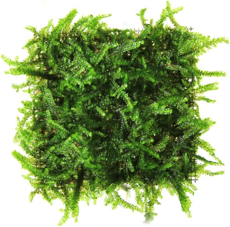 Maalavya Live Aquarium Aquatic Plant Java Moss (2.5 * 2.5 SS Pad) For Planted Tank And Aquarium (B0D9QH52KN) Amazon Price History, Amazon Price Tracker