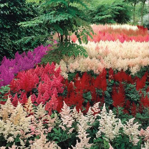 Mixrug 1000 Pcs Mixed Astilbe Seeds Perennial-Shade Tolerant Flower Seeds for Planting Vibrant Blooms in Moist Areas & Pollinator-Garden Borders Friendly with High Germination Rate