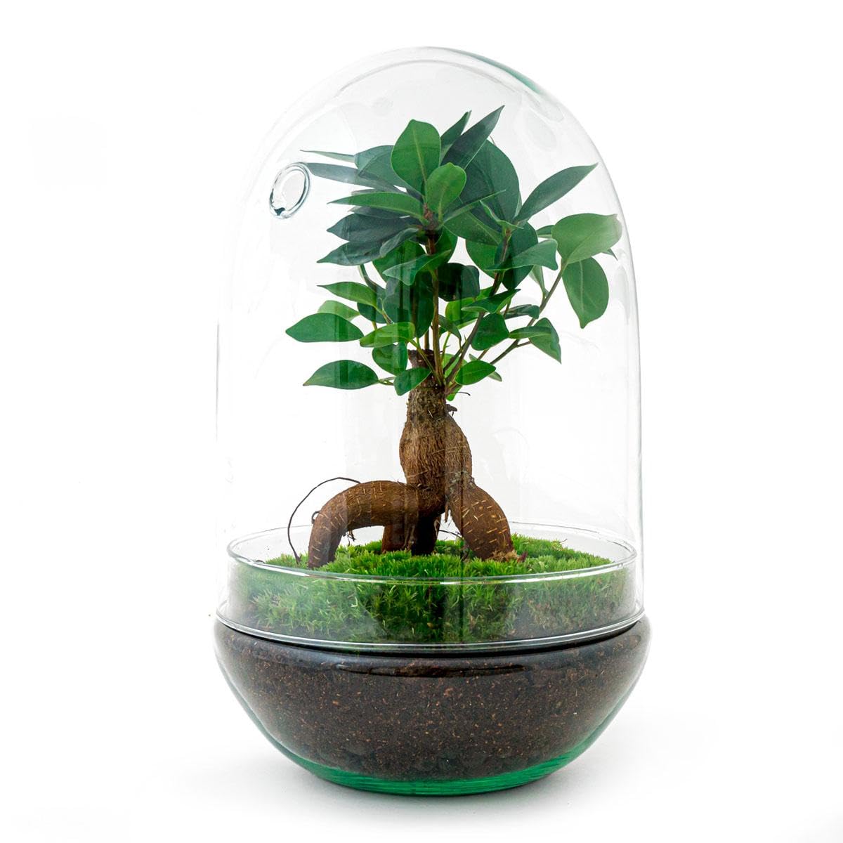 Terrario de Plantas • Huevo XL Bonsai • Huevo de Cristal Ecosystem • ↑ 30 cm