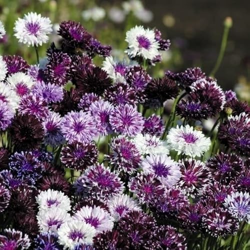 矢車草 種 クラシックミックス 1袋(500mg) / 矢車草の種 矢車草の花 ヤグルマソウ ヤグルマギク 矢車菊 花たね 花の種 種子 タネ 山野草/国華園 第四種郵便 22年秋商品