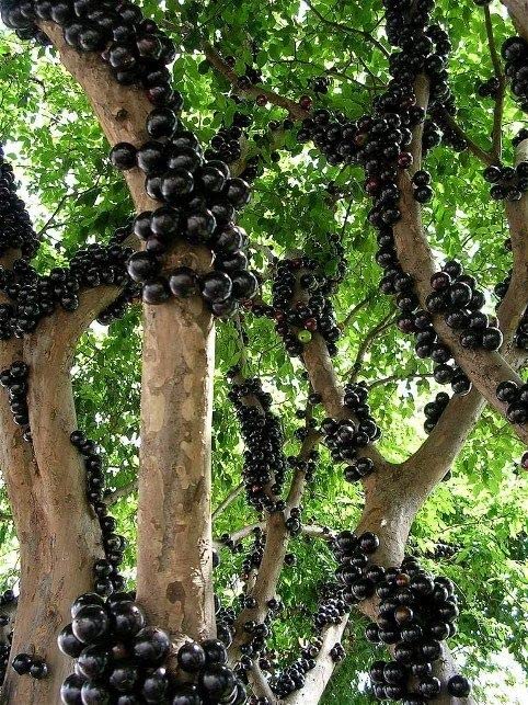 Mphmi Live Plant Nursery NCR Fruit Plant Jabuticaba Plinia cauliflora Brazilian Grape Tree Exotic Fruit 1 Helathy Live Plant (B0C3C66WW1) Amazon Price History, Amazon Price Tracker