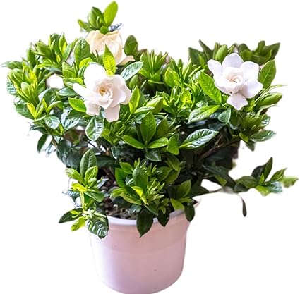 Amazon ギフト クチナシ ガーデニア くちなし 鉢植え 清楚な白いお花と上品な甘い香りでファンが多い鉢植えです ラッピングしてお届け 鉢花 鉢植え フラワーギフト 敬老の日 開店祝い 新築祝い 誕生日祝い ガーデニング 5寸鉢 観葉植物 オンライン通販 Amazon ギフト クチナシ ガーデニア くちなし 鉢植え 清楚な白いお花と上品な甘い香りでファンが多い鉢植えです ラッピングしてお届け 鉢花 鉢植え フラワーギフト 敬老の日 開店祝い 新築祝い 誕生日祝い ガーデニング 5寸鉢 観葉植物 オンライン通販