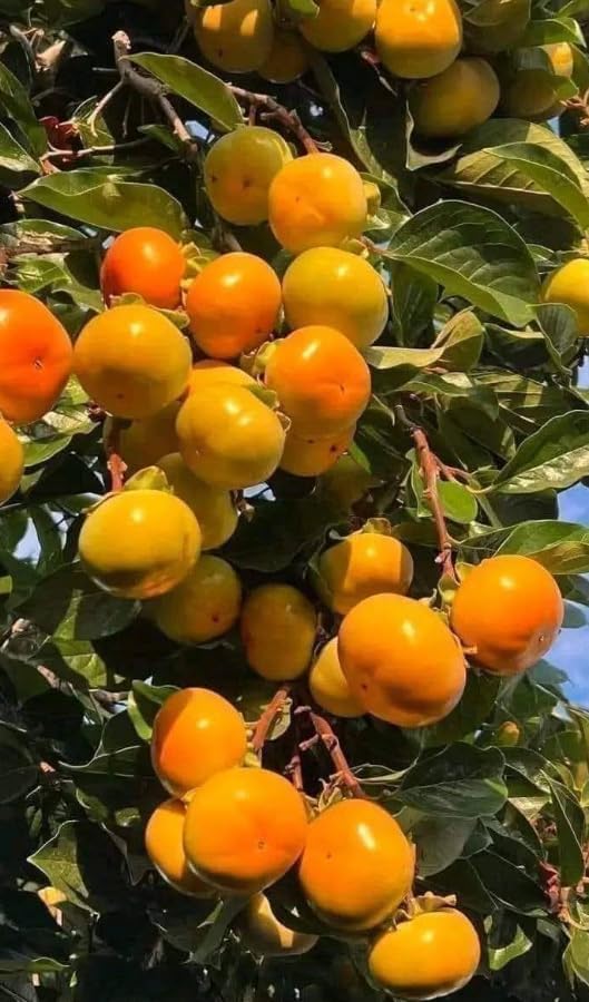 Japanese Persimmon Tree Live Plant Sweet Persimmons Plant Orange Persimmon Tree Grow Outdoor, 3 ft in 3 Gal, No Ship CA