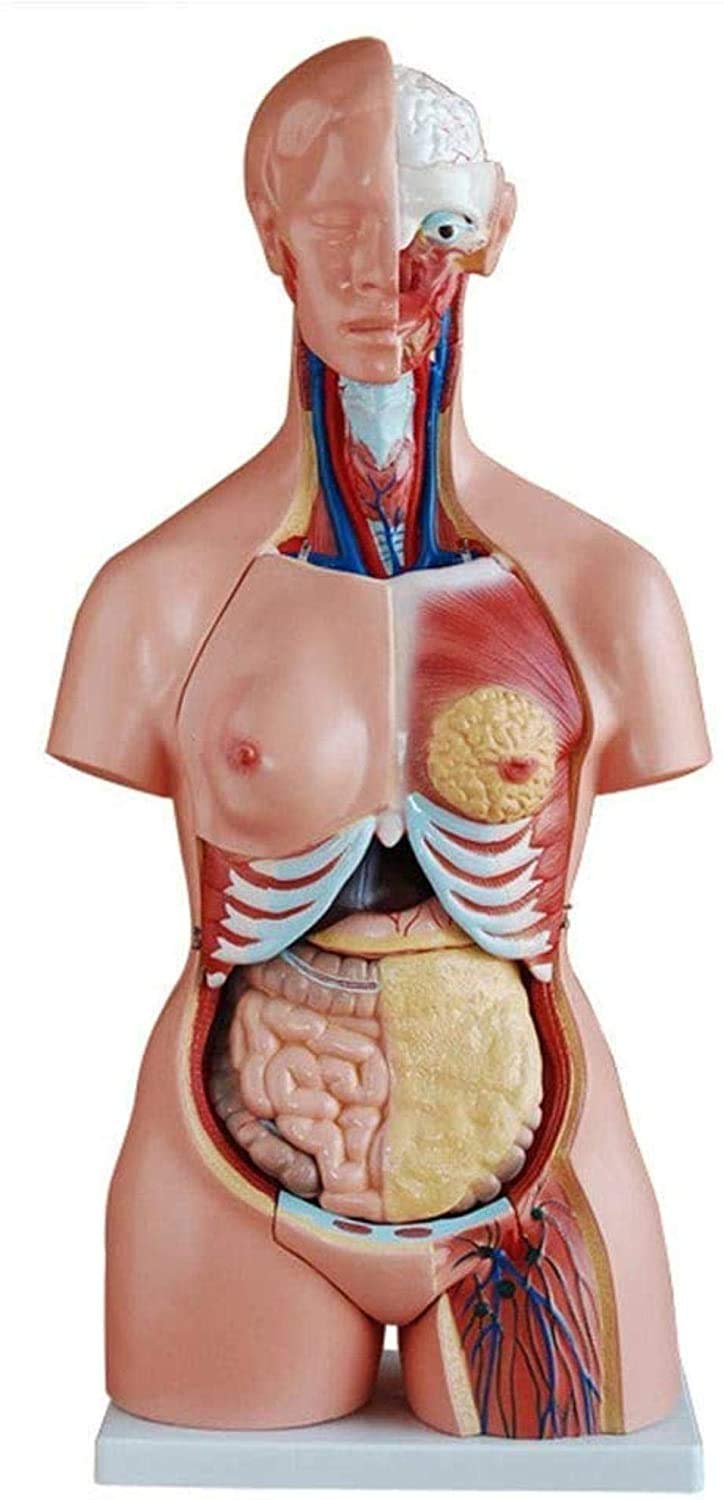 Modelo médico y educación Manual Play 85 cm Torso Modelo Humano Anatomía Humana Anatomía Anatomía Anatómica Anatómica Anatómica Formación anatómica para recursos pedagógicos, Pintado Avan...