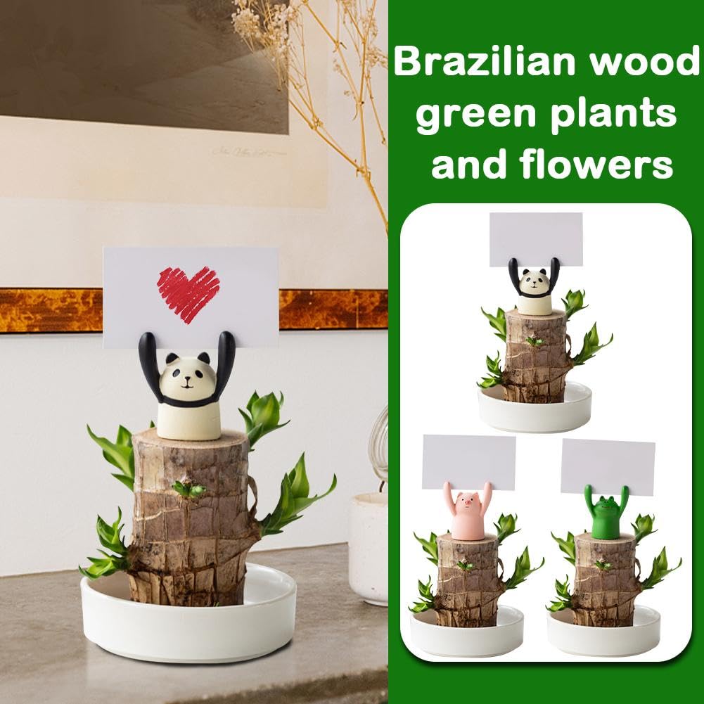 Mini Brésil Lucky Wood Souche De Plante Hydroponique En Pot Petite Plante D'intérieur Ou De