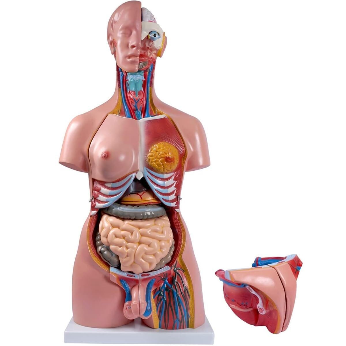 85 CM Life Size Torso Model, Unisex Doll Medical Torso, Removable Education Organs Teaching Model, for Student Learning Study