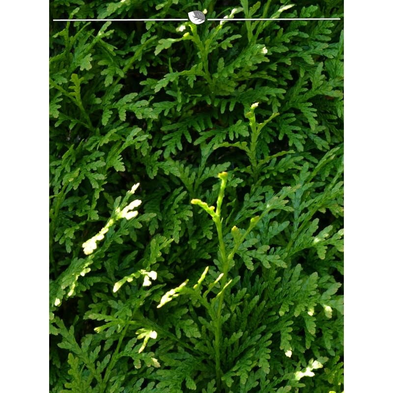 Thuja Brabant 180-200 cm. 3 Lebensbäume. Immergrün, Winterhart, Sichtschutz