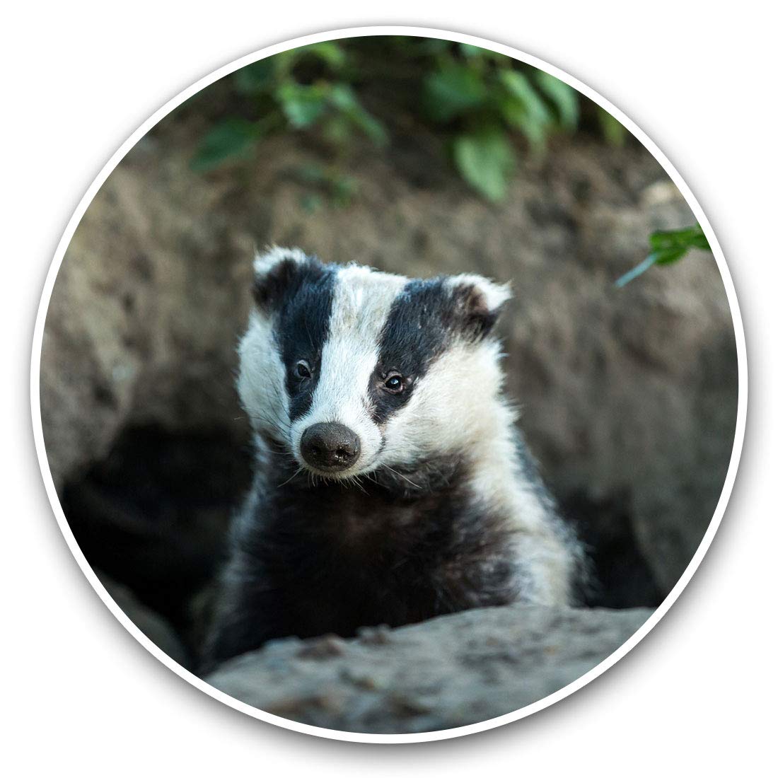 Destination Vinyl Ltd Badger Sett Wildlife Animal 15810 Vinyl Stickers (Set Of 2) 7.5Cm - Badger Sett Wildlife Animal #15810