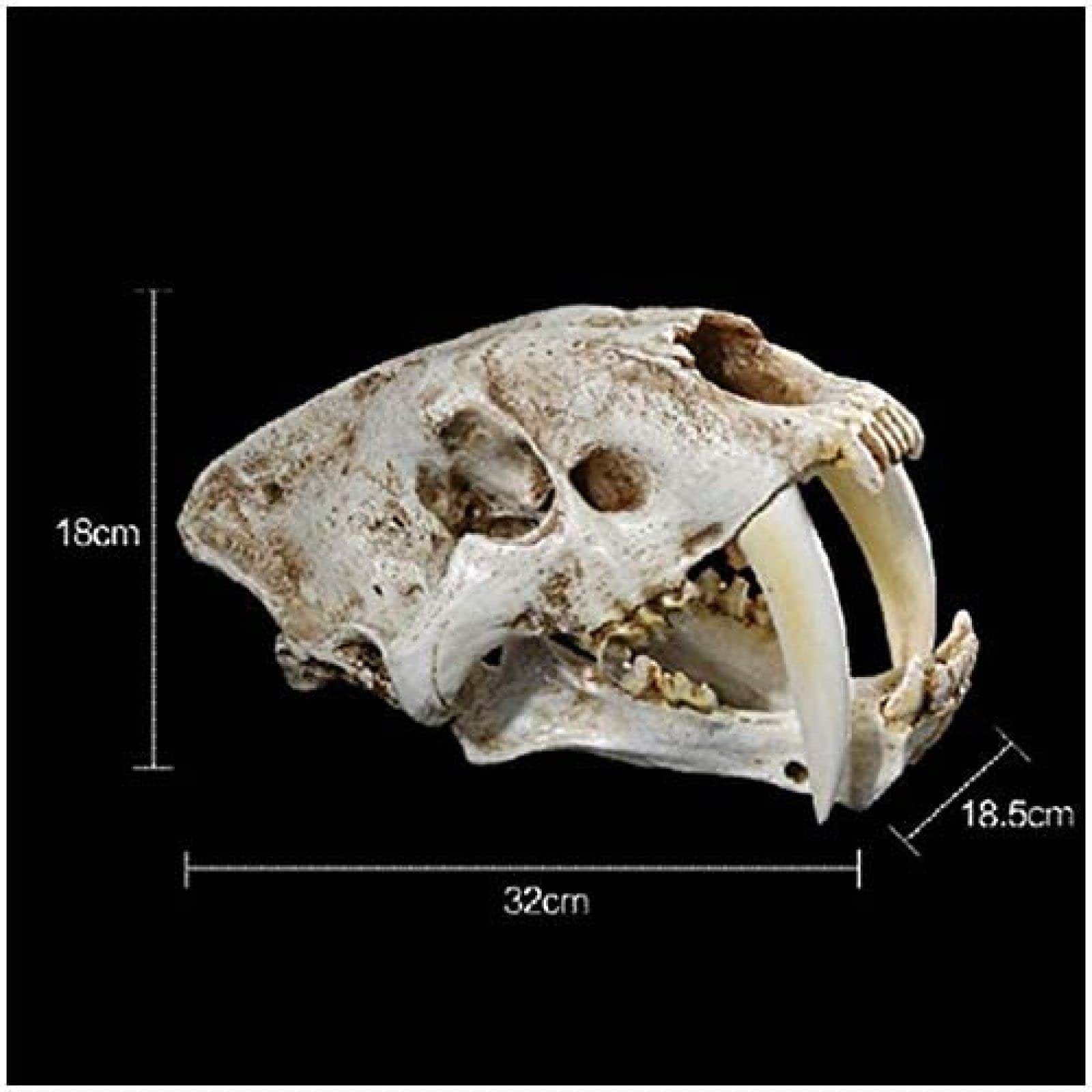 Modelo De Tigre De Resina 1: 1 Tamaño Natural Cráneo De Tigre Dientes De Sable Cabeza De Animal Anatomía Réplica De Resina para Decoración Programa De Aprendizaje Regalos 32 X 18,5 X 18 Cm