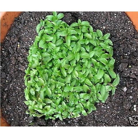 Just Seed Sweet Genovese Basil Seeds Cover
