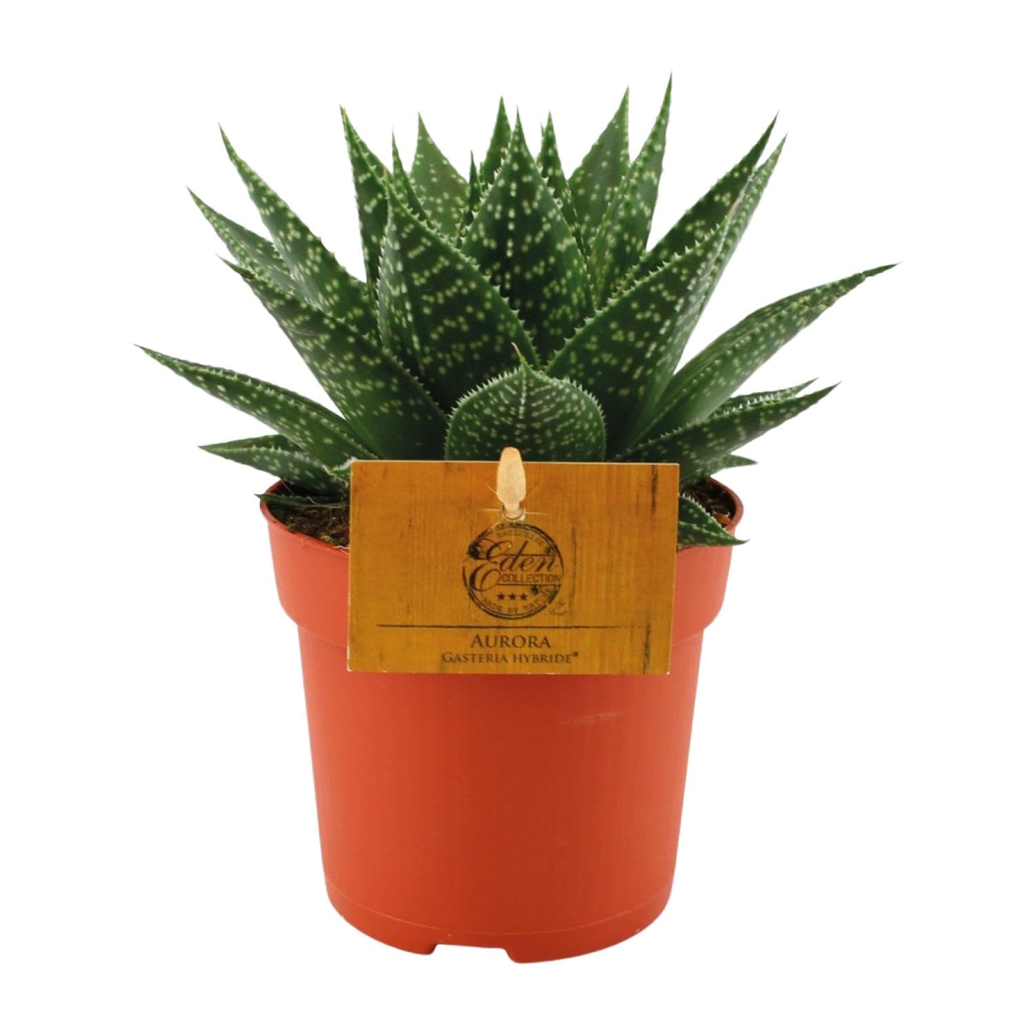 Pianta Gasteria Hybride Aurora da Interno, Vaso Ø 11 cm, Altezza 15 cm