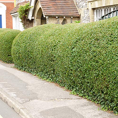 Thompson & Morgan Privet Hedging Hardy Garden Plants, Easy to Grow, Semi Evergeen Effective Year Round Hedging & Screening, 1, 10, 25, 50 or 100 x Privet Hedging Bare Root Plants (1)