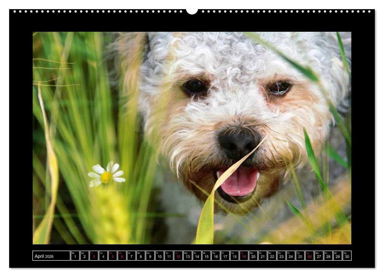 Bolonka 2026 (hochwertiger Premium Wandkalender 2026 DIN A2 quer), Kunstdruck in Hochglanz: Ein Wandkalender nicht nur für Bolonka - Liebhaber (CALVENDO Tiere)