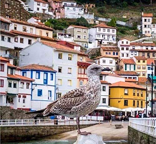 SHILIHOME Cuadro Cudillero por Números DIY Único