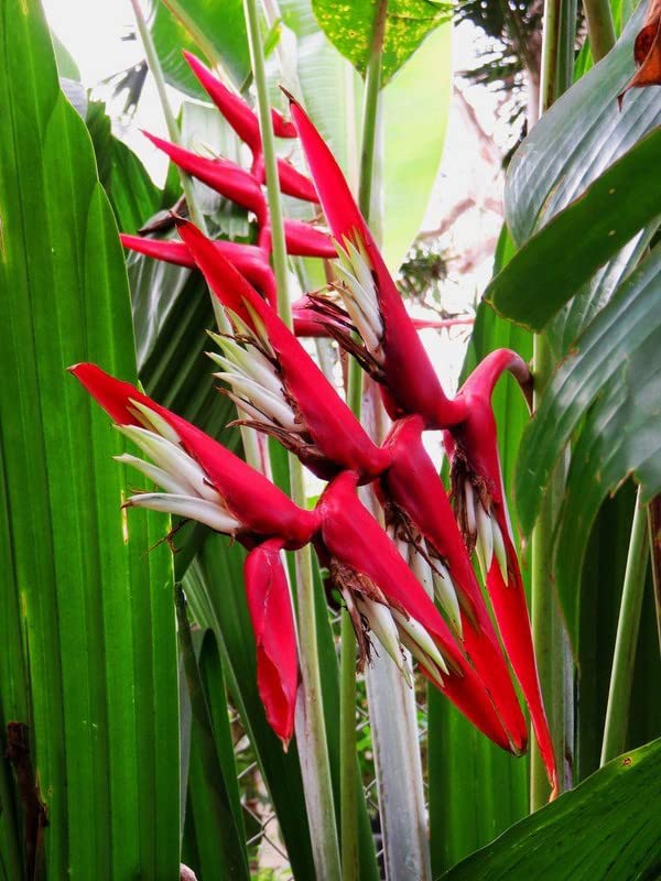 Siddhi Vinayak Gallary® Bird of paradise flower bulbs for Your Garden | dark red Bird of paradise Flowering Plants Seeds | Summer Flowering Seeds for Planters pack of 1 bulb (B0C1ZCTSN7) Amazon Price History, Amazon Price Tracker