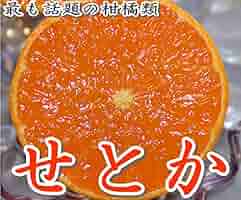 ちゃる　　　せとか Amazon.co.jp: はちまるはち生鮮 産地厳選 せとか 約1.2kg 4~12