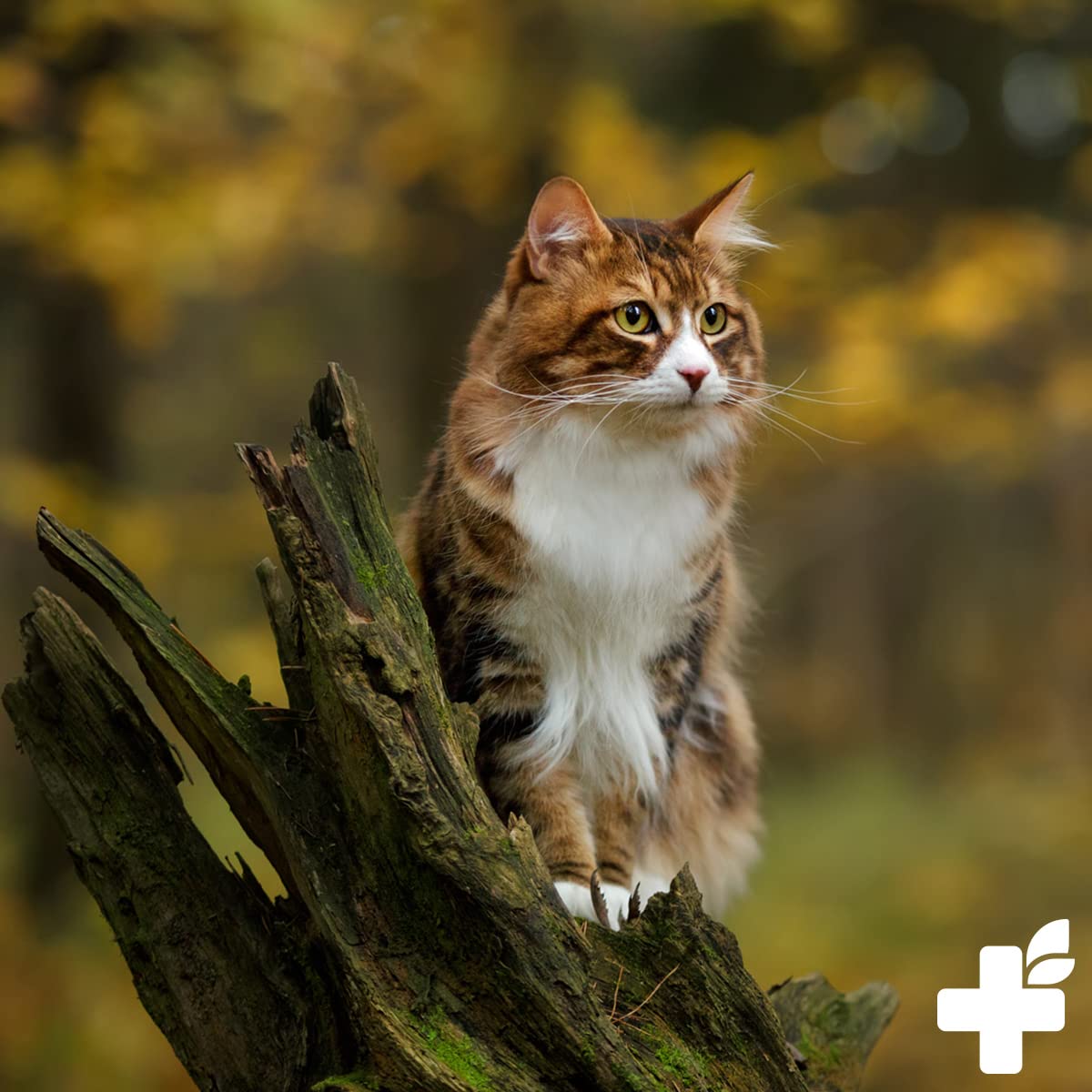 ReaVET Polvo de calostro para perros y gatos 100g - Estimulación inmune con alto contenido de inmunoglobulinas, fortalece el sistema inmunológico, el estómago y los intestinos