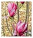 Produktbild BALDUR Garten Magnolie March Till Frost, 1 Pflanze, Magnolia winterhart Tulpenmagnolie Magnolienbaum, für Standort in der Sonne geeignet, blühend, Magnolia Hybride