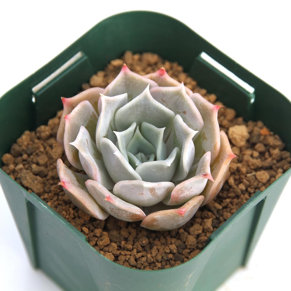 Amazon.co.jp: 【charm】（観葉植物）カット苗 韓国苗 エケベリア