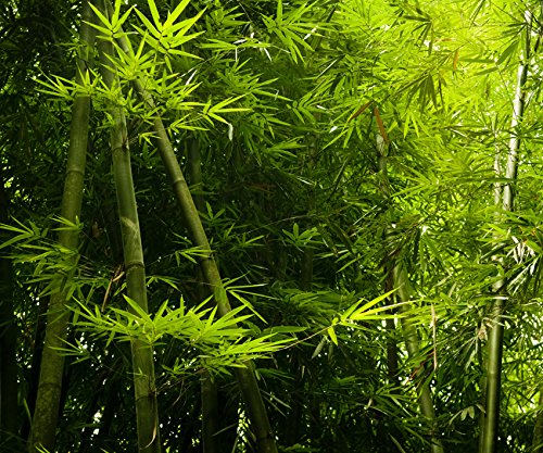 Fototapete BAMBUS DSCHUNGEL 300x250cm Bild Tapete Blumen Wanddekoration  Bordren : Amazon.de: Baumarkt