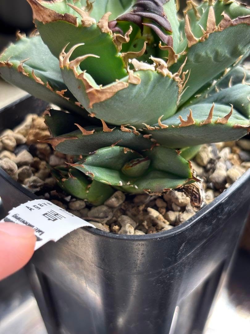 【子株4つ付】アガベ　チタノタ　クラウン　皇冠 アガベ チタノタ クラウン 皇冠 子株 (抜き苗)① 子株4つ付き