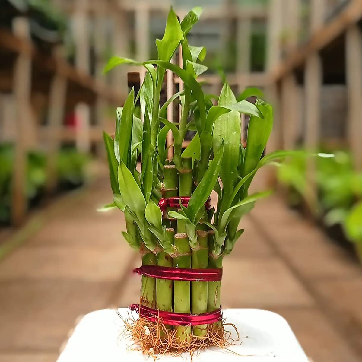 NiMoj | 2 layer lucky bamboo indoor Live plant for office decor item (without Pot) (B0BDP4X7HL) Amazon Price History, Amazon Price Tracker