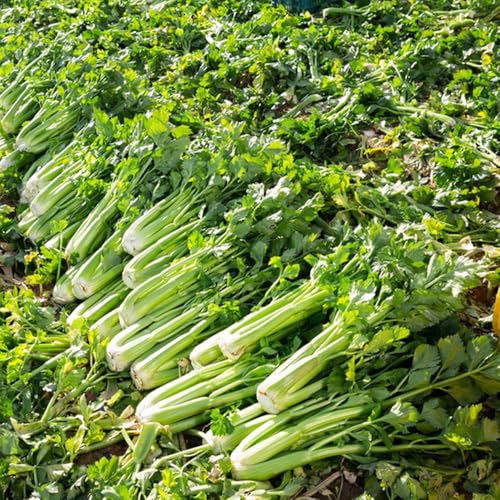 semillas de apio nabo orgánicas - resistentes exterior balcón 50pcs