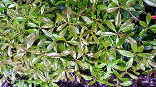 Pixies Gardens (3 Gallon) Cleyera Japonica - No-Care Privacy Screen Or As A Sound Barrier. Large Hedge Shrub That Tolerates Shade. Orange-Red New Foliage Matures to Lush Deep Green. Evergreen.