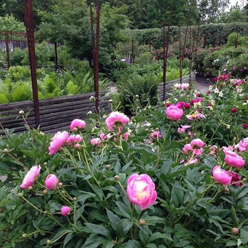 #7 S&aring; sk&ouml;ter du din ros