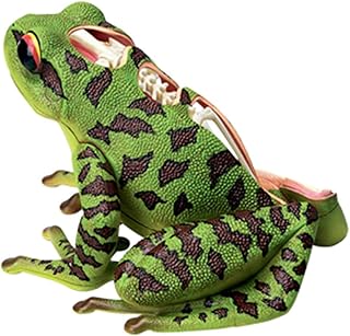 Educational Model Frog Anatomical Model Animal Anatomy Model Detachable 31 Parts Organs and Body Parts Medical Teaching Model for Study Display Teaching,Medical Models SaiFei