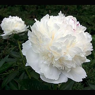 2Pcs Peony Bulbs Multiple White Petals Peony Rhizome Perennial Flowers Blooming Throughout The Summer Stunning Huge Flowers