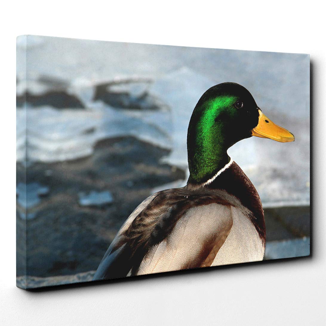Mallard Duck Canvas Print | Gallery Wrapped 30mm Frame Wall Art | 30x20 inches | Ready to Hang | Modern Bird Picture | Living Room Bedroom Lounge Office