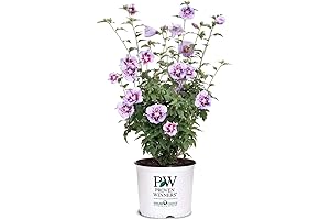 Proven Winners Lush Live Rose Hibiscus 2 Gallon with Exciting Purple Blooms