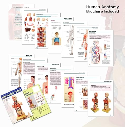 Miniatura 4 de EVOTECH 2023 - Modelo de cuerpo humano para niños, 15 piezas extraíbles de 11 pulgadas, modelo de anatomía de torso humano con cabeza de corazón,